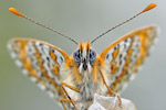 Wegerich-Scheckenfalter Melitaea cinxia