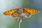 Wegerich-Scheckenfalter Melitaea cinxia