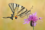 Segelfalter Iphiclides podalirius