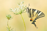 Segelfalter Iphiclides podalirius