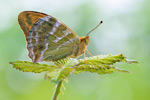 Kaisermantel Argynnis paphia