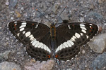 Kleiner Eisvogel Limenitis camilla