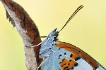 Kleiner Eisvogel Limenitis camilla