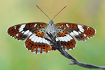 Kleiner Eisvogel Limenitis camilla