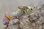 Apollofalter Parnassius apollo melliculus