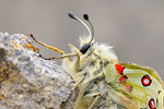 Apollofalter Parnassius apollo melliculus