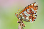 Hochalpen-Perlmutterfalter Boloria pales