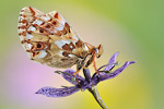 Ähnlicher Perlmutterfalter Boloria napaea