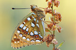 Feuriger Perlmutterfalter Argynnis adippe