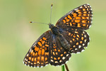 Baldrian-Scheckenfalter Melitaea diamina