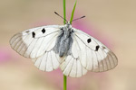 Schwarzer Apollofalter Parnassius mnemosyne