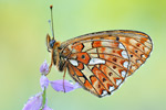 Silberfleck-Perlmutterfalter Boloria euphrosyne