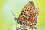 Silberfleck-Perlmutterfalter Boloria euphrosyne