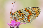 Flockenblumen-Scheckenfalter Melitaea phoebe