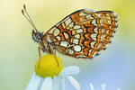 Baldrian-Scheckenfalter Melitaea diamina