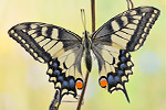 Schwalbenschwanz Papilio machaon