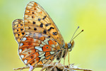 Silberfleck-Perlmutterfalter Boloria euphrosyne