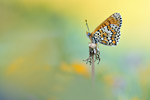 Wegerich-Scheckenfalter Melitaea cinxia