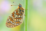 Randring-Perlmutterfalter Boloria eunomia