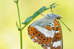 Kleiner Eisvogel Limenitis camilla