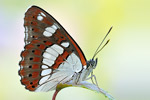 Blauschwarzer Eisvogel Limenitis reducta