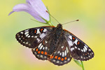 Veilchen-Scheckenfalter Euphydryas cynthia