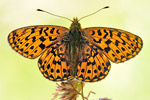 Silberfleck-Perlmutterfalter Boloria euphrosyne