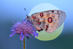 Apollofalter Parnassius apollo melliculus