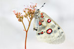 Apollofalter Parnassius apollo melliculus