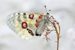 Apollofalter Parnassius apollo melliculus