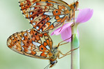 Silberfleck-Perlmutterfalter Boloria euphrosyne