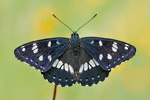 Blauschwarzer Eisvogel Limenitis reducta