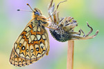 Randring-Perlmutterfalter Boloria eunomia