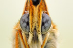 Flockenblumen-Scheckenfalter Melitaea phoebe