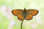 Silberfleck-Perlmutterfalter Boloria euphrosyne