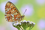 Silberfleck-Perlmutterfalter Boloria euphrosyne