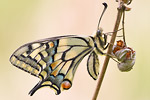 Schwalbenschwanz Papilio machaon