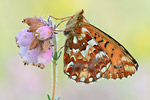 Hochmoor-Perlmutterfalter Boloria aquilonaris