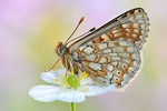 Goldener Scheckenfalter Euphydryas aurinia debilis