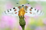 Roter Apollofalter Parnassius apollo