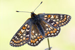 Goldener Scheckenfalter Euphydryas aurinia debilis