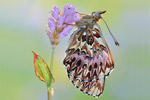 Natterwurz-Perlmutterfalter Boloria titania