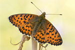 Natterwurz-Perlmutterfalter Boloria titania