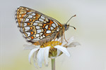 Östlicher Scheckenfalter Melitaea britomartis