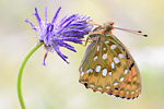 Großer Perlmutterfalter Argynnis aglaja