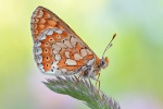 Goldener Scheckenfalter Euphydryas aurinia (2015-02-10)