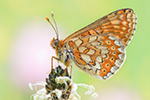 Goldener Scheckenfalter Euphydryas aurinia (2015-02-10)