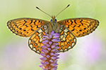 Randring-Perlmutterfalter Boloria eunomia