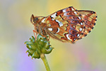 Hochmoor-Perlmutterfalter Boloria aquilonaris