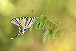 Segelfalter Iphiclides podalirius